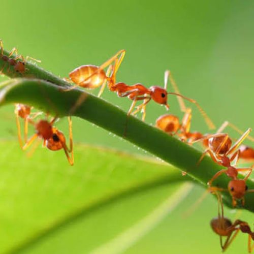 formiga de jardim