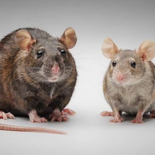 ratos e camundongos
